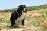 BORDER COLLIE 079